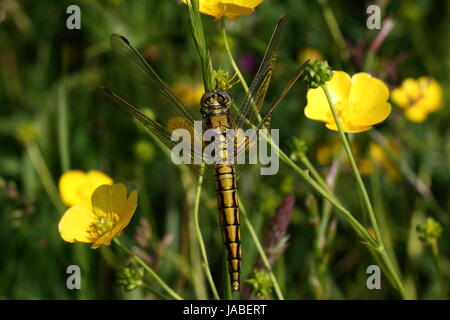 Femme Black-tailed Skimmer (nouveaux) Banque D'Images