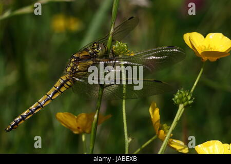 Femme Black-tailed Skimmer (nouveaux) Banque D'Images