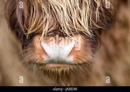 Close up de nez sur une vache Highland. Banque D'Images
