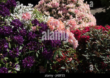 Rhododendrons et azalées assortis Banque D'Images