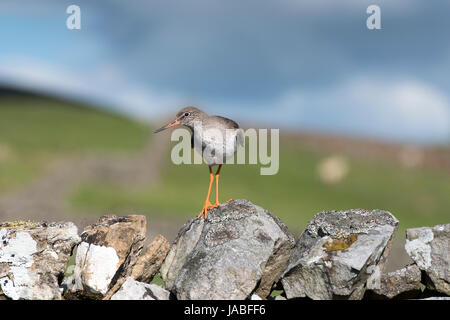 Chevalier Gambette Tringa totanus,, perché sur un mur en haut du Yorkshire, où il se reproduit dans les hautes terres. Banque D'Images