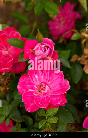 Bluesette rose, roses anciennes, St Paul, Oregon Banque D'Images