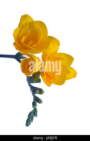 Freesia jaune sur fond blanc Banque D'Images