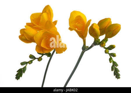 Freesia jaune sur fond blanc Banque D'Images