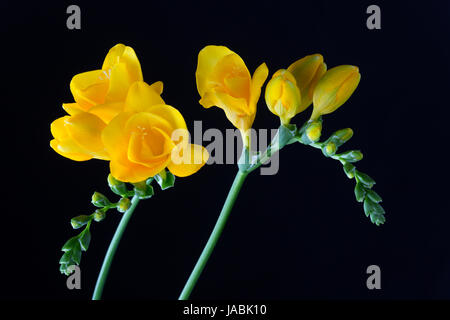 Freesia jaune sur fond noir Banque D'Images