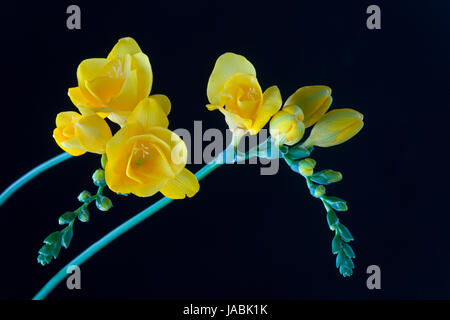 Freesia jaune sur fond noir Banque D'Images