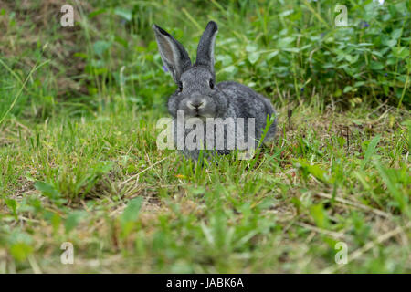 Lapin Gris sur le pré Banque D'Images
