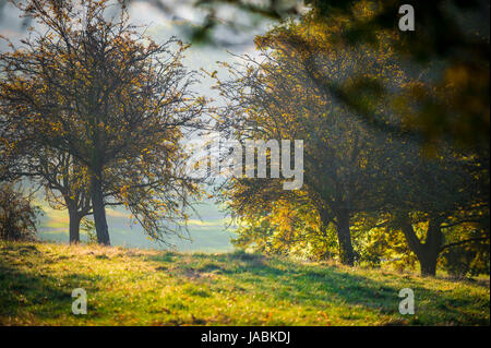 La lumière du soleil du matin à travers les arbres de diffusion en continu d'un parc d'automne brumeux Banque D'Images