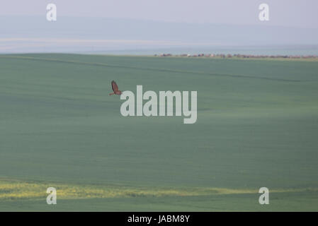 Honey-Buzzards Honey-Buzzard miel Buzzards Buzzard Pernis apivorus () Banque D'Images