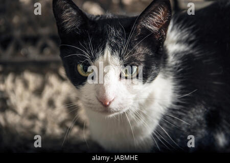 Chat noir et blanc et machine à coudre vintage Banque D'Images