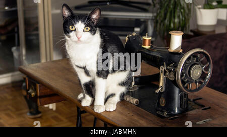 Chat noir et blanc et machine à coudre vintage Banque D'Images