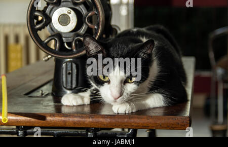 Chat noir et blanc et machine à coudre vintage Banque D'Images