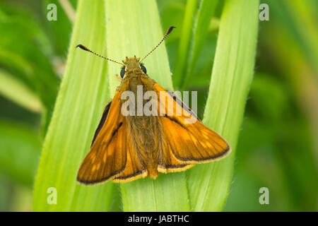 Close-up d'un grand skipper butterfly (Ochlodes sylvanus) Banque D'Images