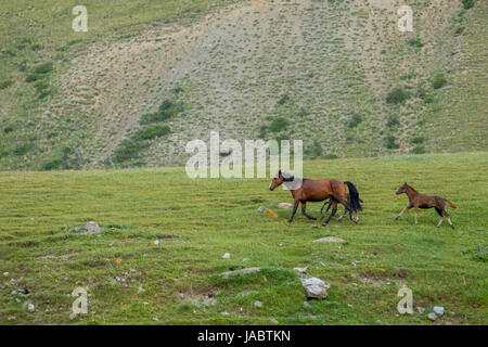 Bay horse avec deux petits poulains Banque D'Images