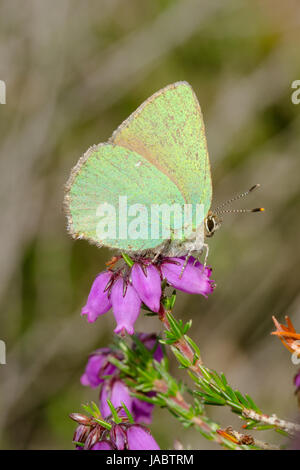Close-up of green hairstreak Callophrys rubi (papillon) sur heather bell colorés (Erica cinerea) Banque D'Images