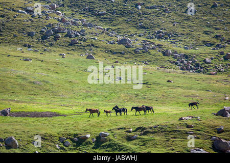 Troupeau de chevaux balade dans les montagnes du Tien Shan Banque D'Images