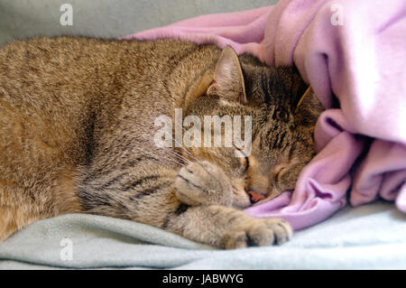 Chat gris or dormir sur rose et couvre-lit bleu Banque D'Images