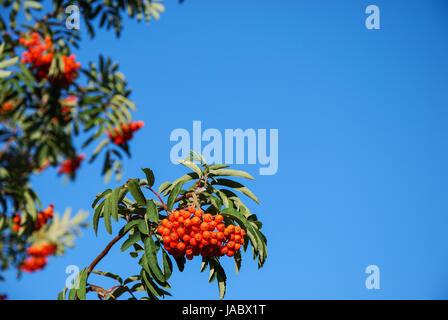 Rowanberries fermer jusqu'au ciel bleu en Suède Banque D'Images