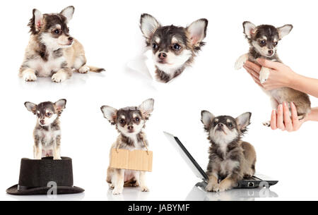 Ensemble de Chihuahua chiot. Cute chihuahua pure race, in front of white background Banque D'Images
