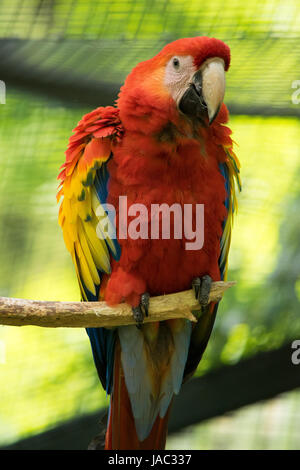 Crimson macaw sitting on branch, zoo animal, animal Banque D'Images