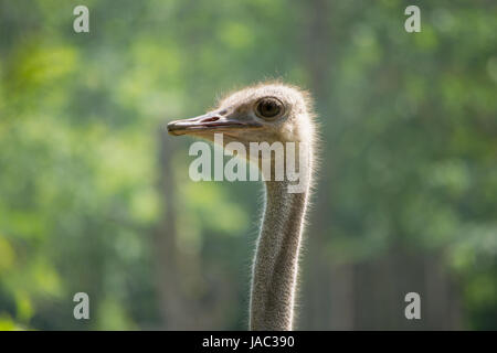 Au zoo d'Autruche marche autour et regarder les gens, Vogel Strauß Banque D'Images