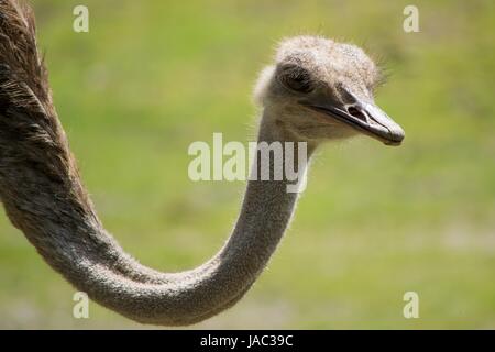 Au zoo d'Autruche marche autour et regarder les gens, Vogel Strauß Banque D'Images