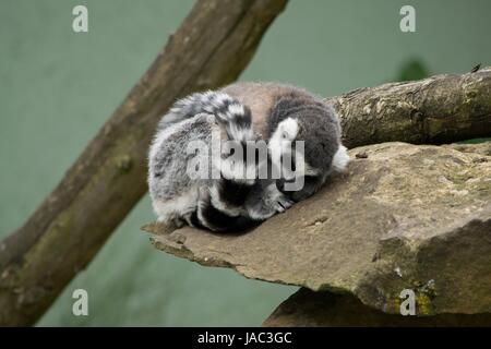 Lemure, lemur dormir sur un rocher roulée dans Banque D'Images