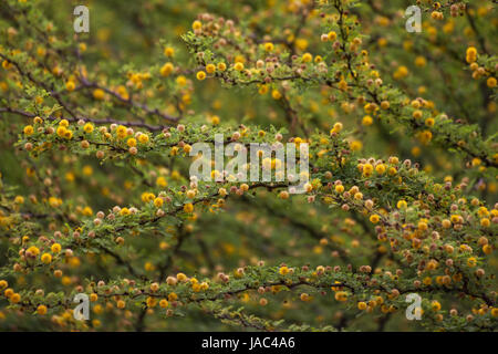 Acacia constricta en fleur Banque D'Images