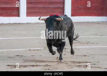 Linares, ESPAGNE - 28 août 2010 : Prise de la figure d'un brave bull de couleur noir de cheveux dans une corrida, Espagne Banque D'Images