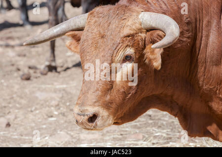 Détail de la tête de brave bull dans le domaine de l'Andalousie, Espagne Banque D'Images