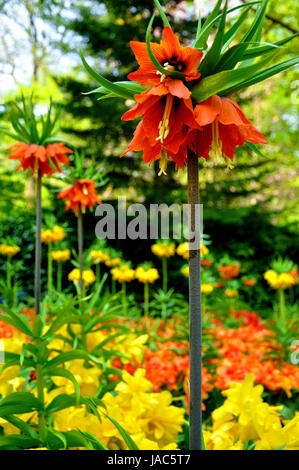 Fleurs rouge et jaune close-up dans le parc de Keukenhof en Hollande Banque D'Images