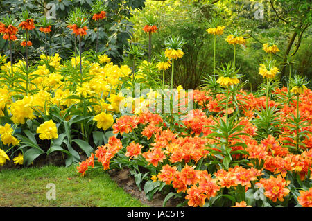 Jaune et orange couronne impériale fritillaries dans le Keukenhof park en Hollande Banque D'Images