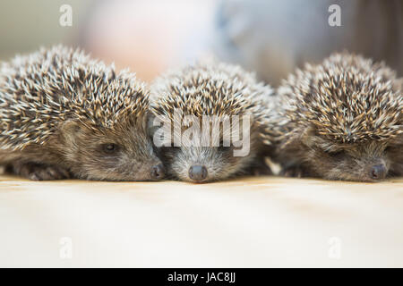 Trois petits Hedgehog portrait portant sur le plancher Banque D'Images