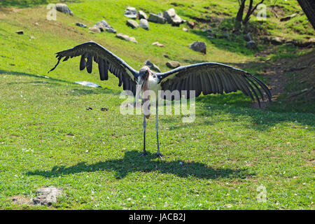 Un grand Marabou stork (crumeniferus Flamant rose (Phoenicopterus ruber), également connu sous le nom de l'entrepreneur, des oiseaux déploie ses immenses ailes dans le soleil au Zoo d'Indianapolis en Indiana Banque D'Images