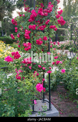 Au début de l'été rose des fleurs de jardin, parc El Retiro, Madrid, Espagne Banque D'Images