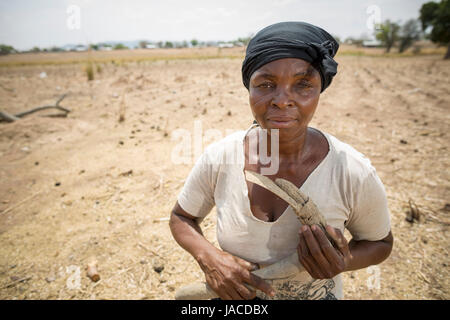 Un agriculteur se trouve dans son champ de maïs dans le nord de la toundra, le Ghana, l'Afrique de l'Ouest. Banque D'Images