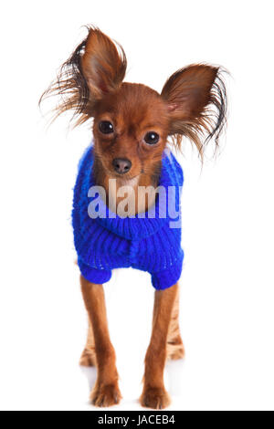 Toy terrier. Russian toy terrier sur un fond blanc. Drôle de petit chien Banque D'Images