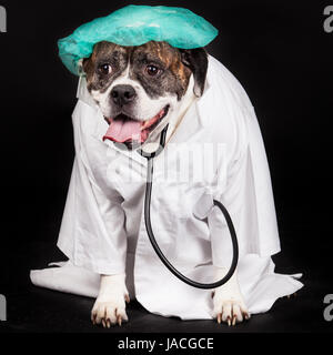 American Bulldog. chien vêtu d'un manteau et médecin portant un stéthoscope contre un fond noir Banque D'Images