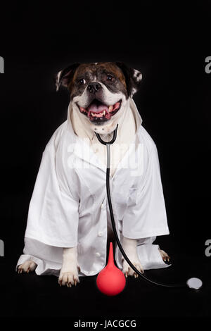 American Bulldog. chien vêtu d'un manteau et médecin portant un stéthoscope contre un fond noir Banque D'Images