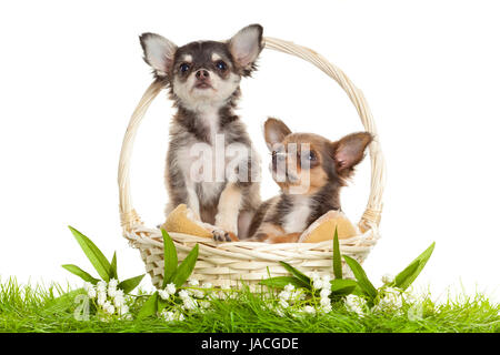 LChihuahua. Chiots chiot ovely s. portrait de chiots dans un panier in front of white background Banque D'Images