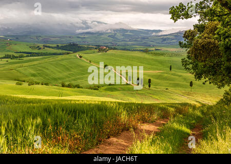 Paysage vallonné de la Toscane, près de Pienza, Italie Banque D'Images