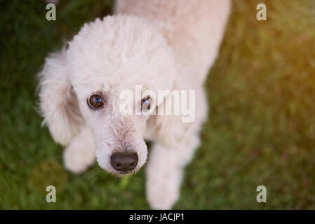 Portrait de chien toiletté caniche blanc vue du haut sur le flou fond d'herbe verte. Mignon chien caniche toiletté Banque D'Images