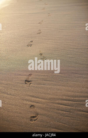 Sentier d'empreintes de pieds sur le sable humide de la plage. Chemin d'impression pied sur coast beach Banque D'Images