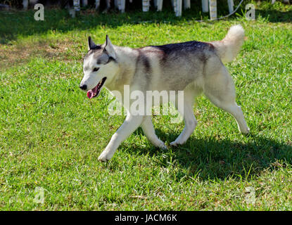 Un jeune chien Husky Sibérien de marcher sur la pelouse, connu pour leur incroyable endurance et volonté de travailler.Ils ressemblent à des loups Banque D'Images