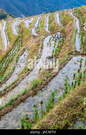 Longji, Chine. Rizières en terrasses après la récolte. Banque D'Images