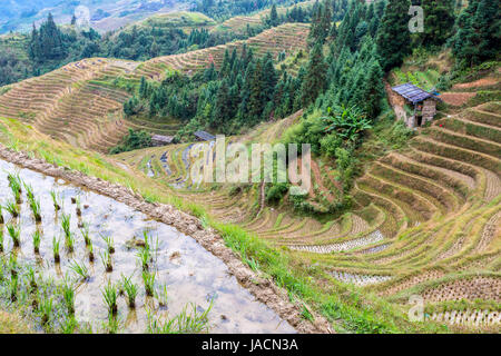 Longji, Chine. Rizières en terrasses après la récolte. Banque D'Images