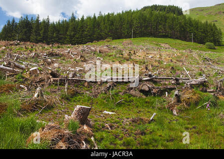 L'exploitation des forêts de pins dans une journée ensoleillée près de Glencoe, dans les Highlands d'Ecosse. Les souches et de sciage montrent que la surexploitation conduit à defores Banque D'Images