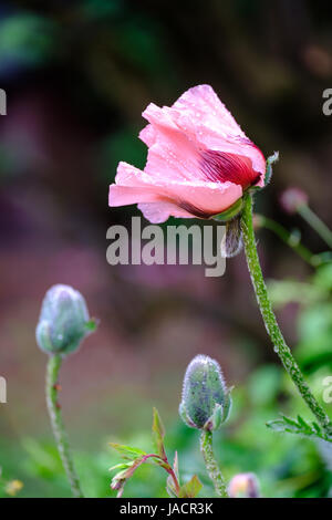 Pavot d'Orient Papaver orientale 'Cedric Morris' Banque D'Images