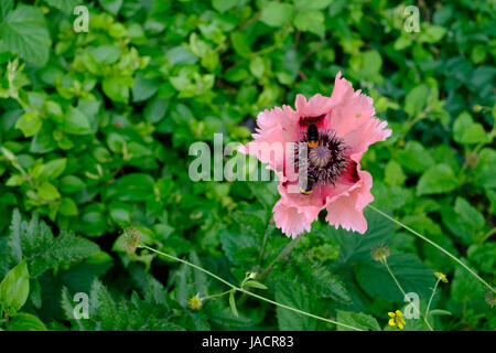 Pavot d'Orient Papaver orientale 'Cedric Morris' et deux abeilles Banque D'Images