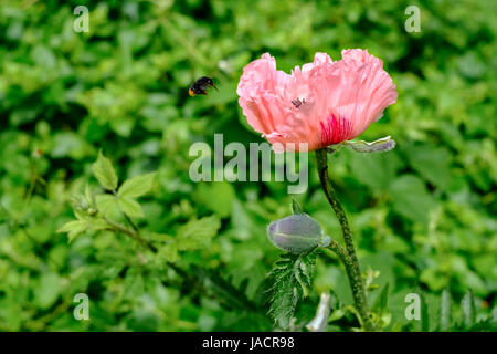 Pavot d'Orient Papaver orientale 'Cedric Morris' et Flying Bee Banque D'Images